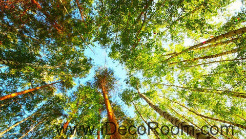 Image of Tall Tree Forest Blue Sky 00077 Ceiling Wall Mural Wall paper Decal Wall Art Print Decor Kids wallpaper