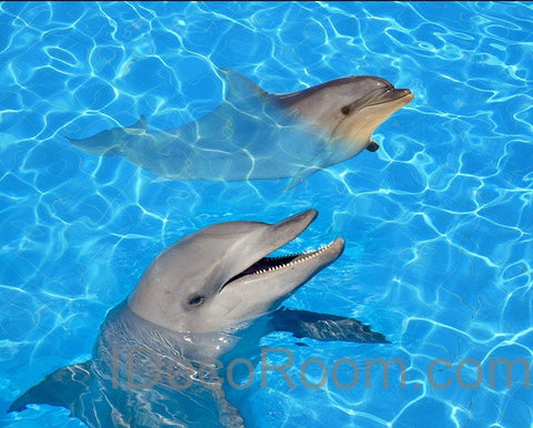 Image of Dophin Twins Sea Ocean Water 00004 Floor Decals 3D Wallpaper Wall Mural Stickers Print Art Bathroom Decor Living Room Kitchen Waterproof Business Home Office Gift
