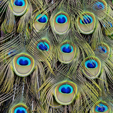 Image of Peacock Feather Luxury 00014 Floor Decals 3D Wallpaper Wall Mural Stickers Print Art Bathroom Decor Living Room Kitchen Waterproof Business Home Office Gift