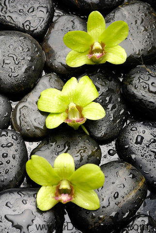 Image of Orchid Stone 00072 Floor Decals 3D Wallpaper Wall Mural Stickers Print Art Bathroom Decor Living Room Kitchen Waterproof Business Home Office Gift