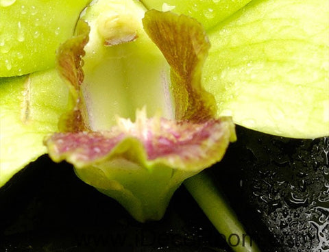 Image of Orchid Stone 00072 Floor Decals 3D Wallpaper Wall Mural Stickers Print Art Bathroom Decor Living Room Kitchen Waterproof Business Home Office Gift