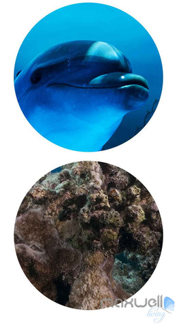 Image of 3D Fish Shoal Underwater Turtle Dophins Entire Room Wallpaper Wall Murals Art Prints IDCQW-000139