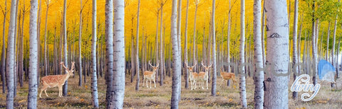 Image of 3D Yellow Poplar Forest Entire Living Room Wallpaper Wall Mural Art Decor Prints IDCQW-000190