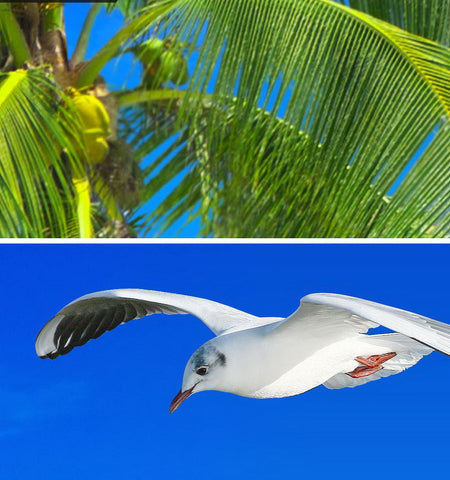 Image of 3D Palm Tree Beach View Seagull Ceiling Entire Living Room Wallpaper Wall Mural Art Decor IDCQW-000207