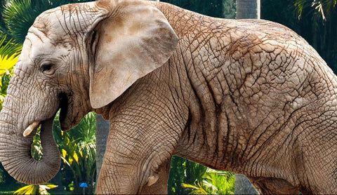 Image of 3D African Grassland Animals Sky Ceiling Entire Living Rooom Wall Mural Art Decor IDCQW-000237