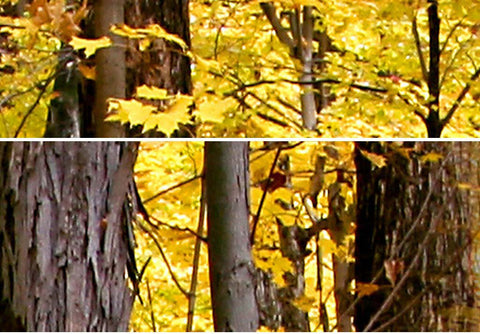 Image of 3D Yellow Tree Forest Top Ceiling Entrie Room Bedroom Wallpaper Wall Mural Art Decor IDCQW-000245