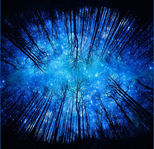 Star Night Forest Sky 00099 Ceiling Wall Mural Wall paper Decal Wall Art Print Decor Kids wallpaper