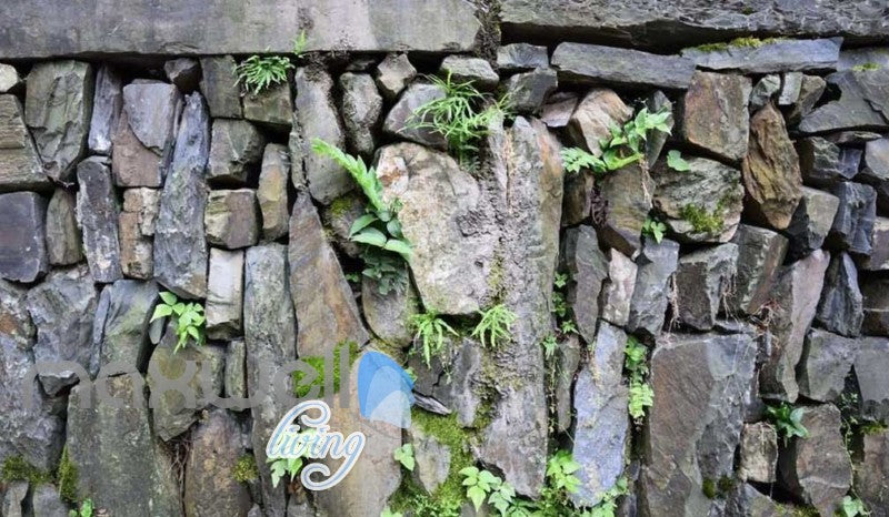 Natural Stone Wall With Plants Wallpaper Art Wall Murals Wallpaper Decals Prints Decor IDCWP-JB-000332